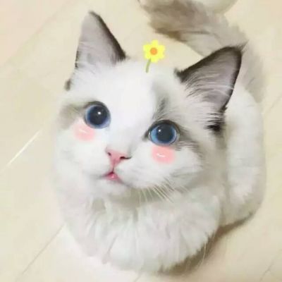 动物头像搞笑