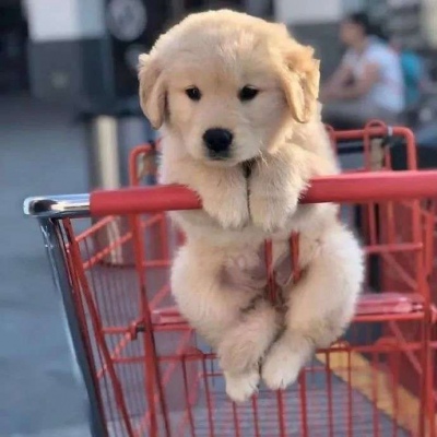 笑死人的头像图