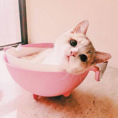 适合微信头像的猫咪图片最新