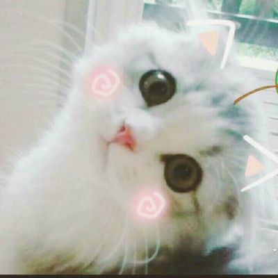 头像图片2023最新款猫