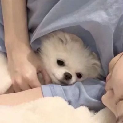网名符号耳朵