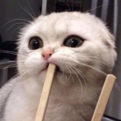 头像动物搞笑