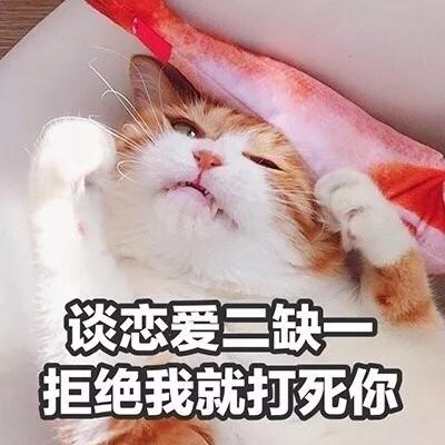 动物头像图片可爱猫