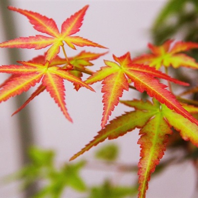 枫叶微信头像的含义