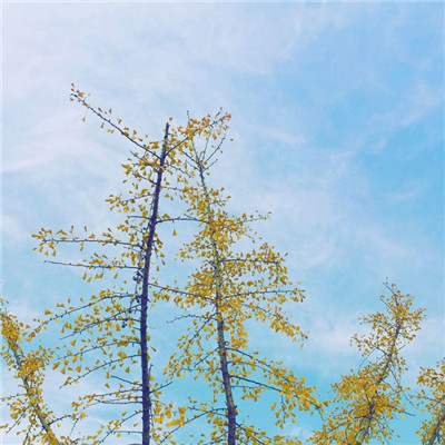 头像图片微信风景花