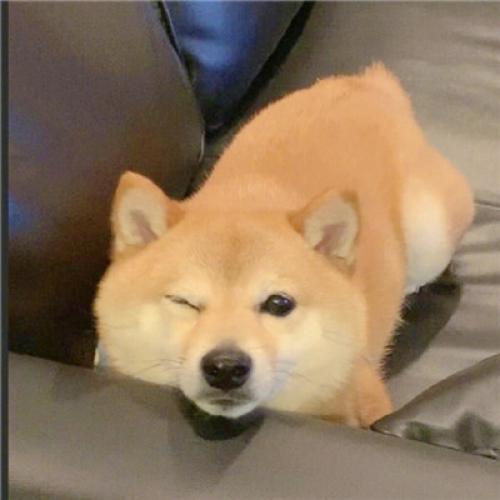 头像大全动物狗