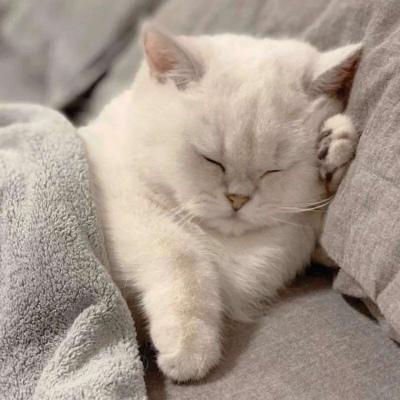 头像越怪人越可爱猫
