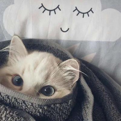 汤姆猫杰瑞鼠情侣头像