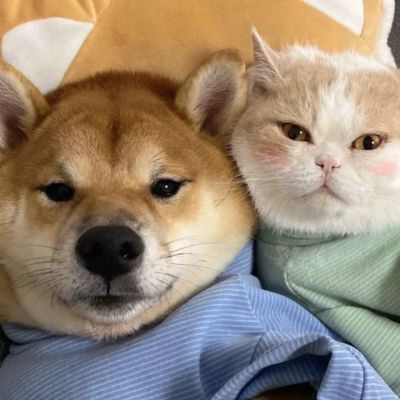 情侣头像图片堆糖