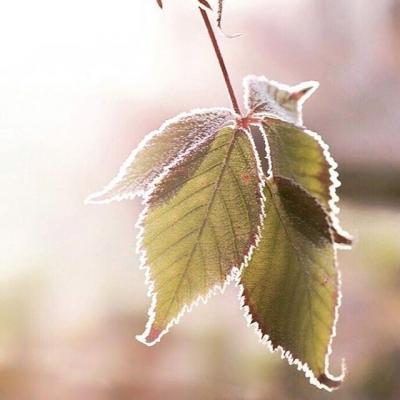 微信头像图片2022风景花草