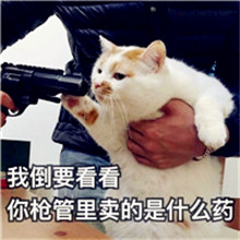 微信头像搞笑动物