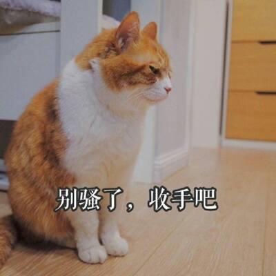 带雪的诗意网名