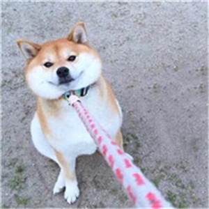 动物头像搞笑
