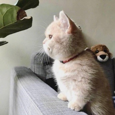 猫猫图片头像搞怪