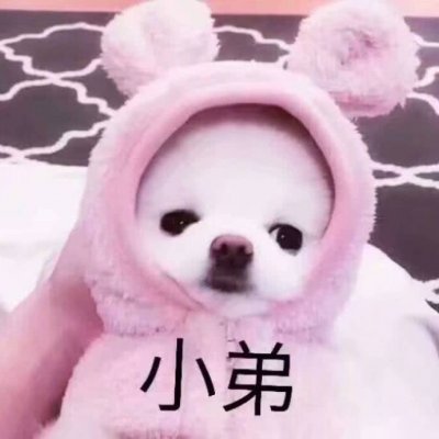 狗狗头像ins高级质感微信