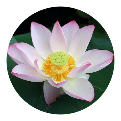 2023最火头像花开富贵