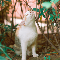 如何获得猫头鹰头像框