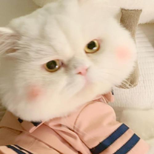 汤姆猫头像丧