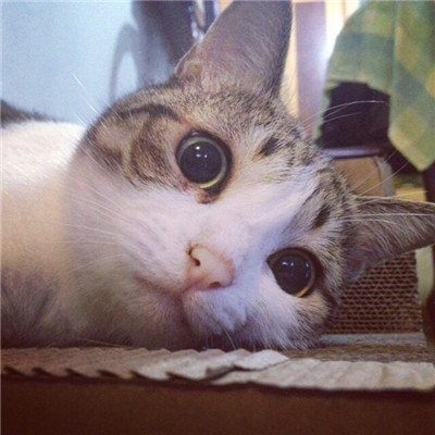 微信头像汤姆猫