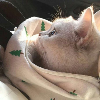 汤姆猫搞怪头像图片