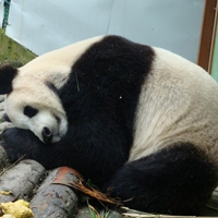属鼠头像能用猫吗