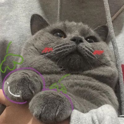 2023新年情侣头像可爱虎皮帽