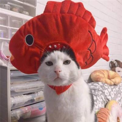 头像搞笑猫