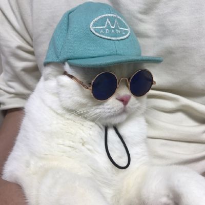 动物头像图微信