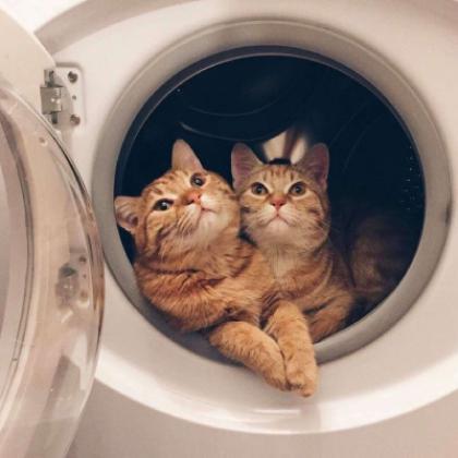 好看的猫咪头像图片