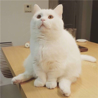 机器猫头像