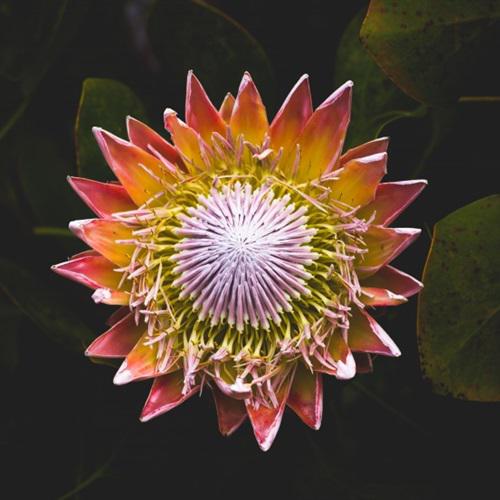 微信头像花朵图片大全