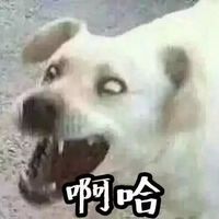 狗子图片头像搞笑