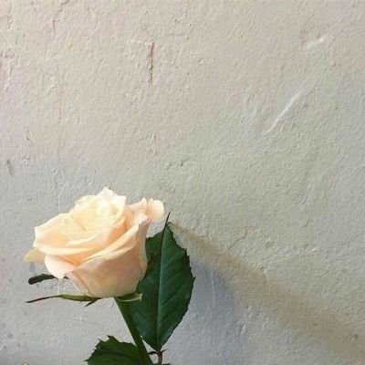 高清头像无水印素材