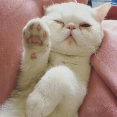 好看的头像图片动物猫