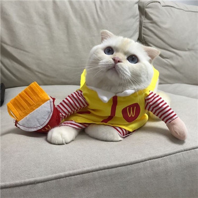 好看的猫咪头像图片