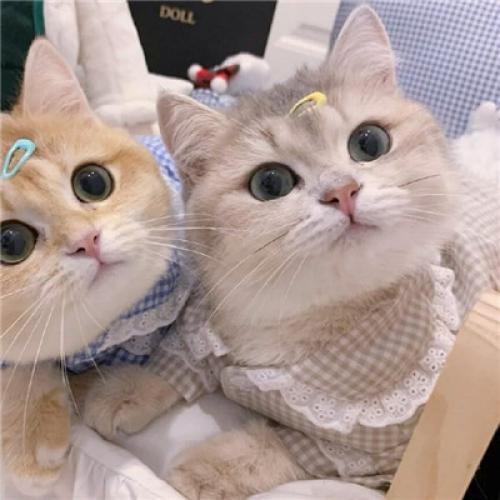 汤姆猫头像情侣