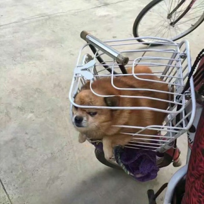 狗狗搞怪头像图片