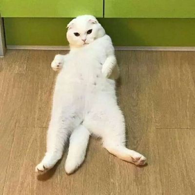 微信头像风水猫