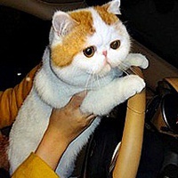 关于猫的头像动漫伤感