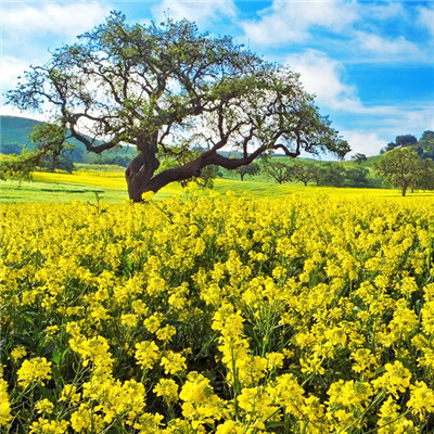 属兔微信头像吉利招财风景