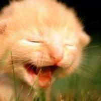 夏目友人帐猫咪图片头像