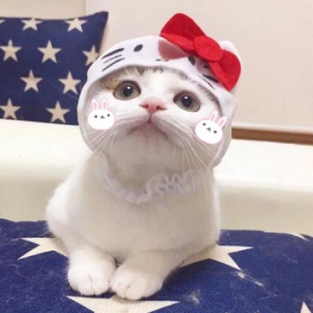 沙雕猫头像