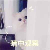 猫和老鼠搞笑头像