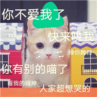 头像搞笑猫猫