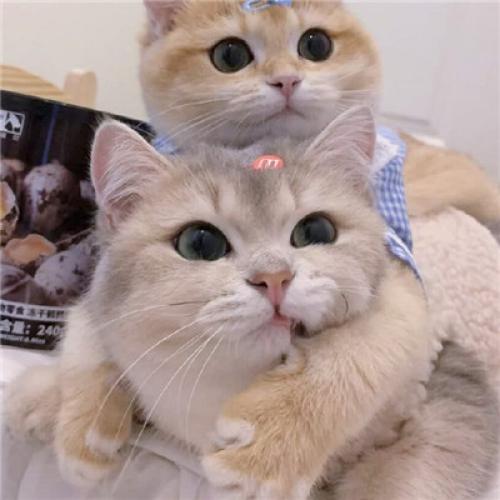 超级可爱的情侣头像猫