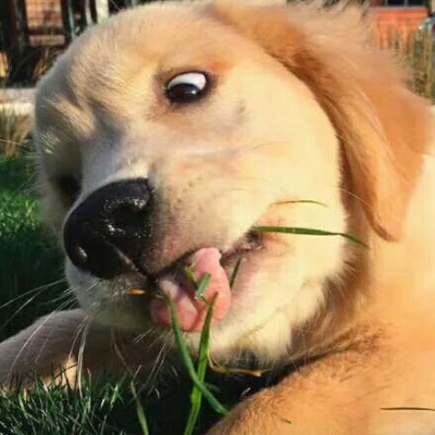 可爱的头像动物