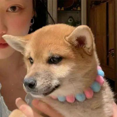 动物头像猫