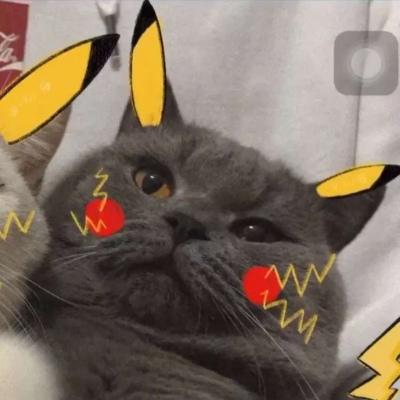 头像猫咪图片 可爱