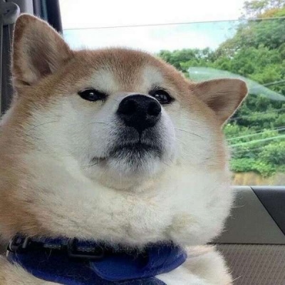 头像图片沙雕动物