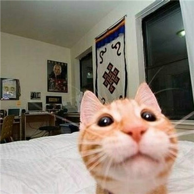 动物头像图片 可爱猫